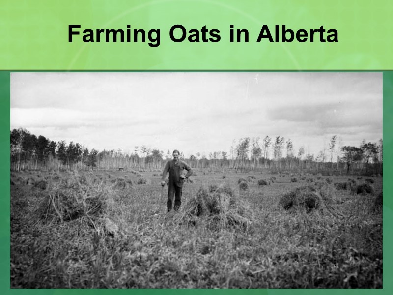 Farming Oats in Alberta